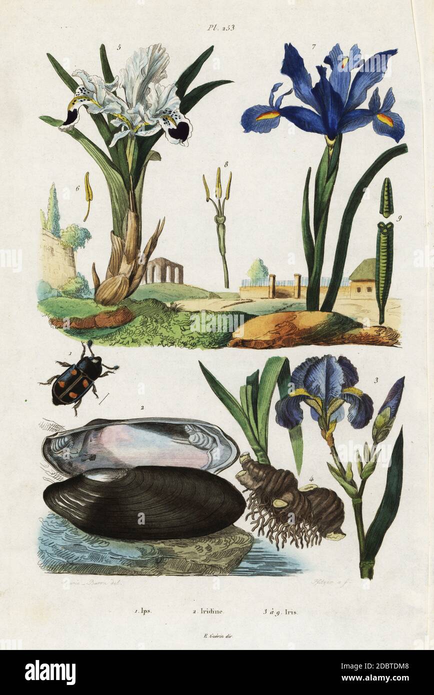 Engraver beetle, Ips quadripunctata 1, mussel, Iridina exotica 2, bearded iris, Iris germanica 3, Persian iris, Iris persica 5, Spanish iris, Iris xiphium 7. Ips, Iridine, Iris. Handcoloured steel engraving after an illustration by Acarie Baron from Felix-Edouard Guerin-Meneville's Dictionnaire Pittoresque d'Histoire Naturelle (Picturesque Dictionary of Natural History), Paris, 1834-39. Stock Photo