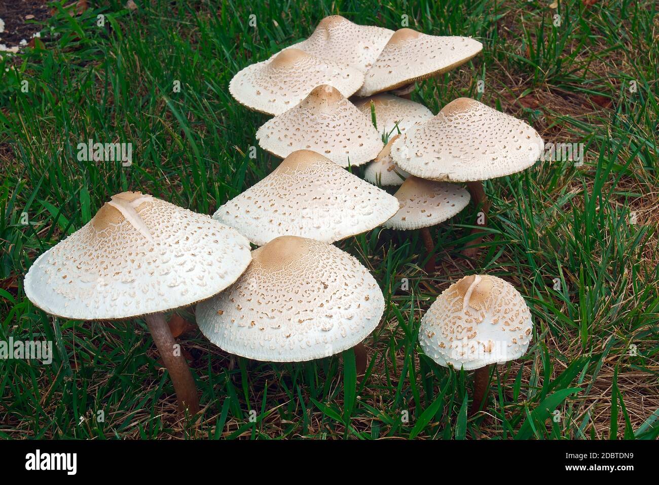Spored parasol mushroom hires stock photography and images Alamy