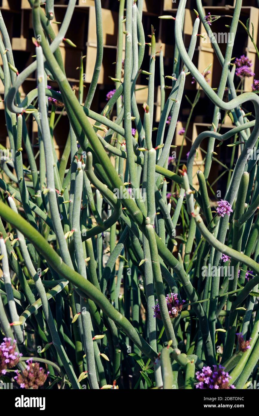 Slipper plant (Euphorbia lomelii) Stock Photo