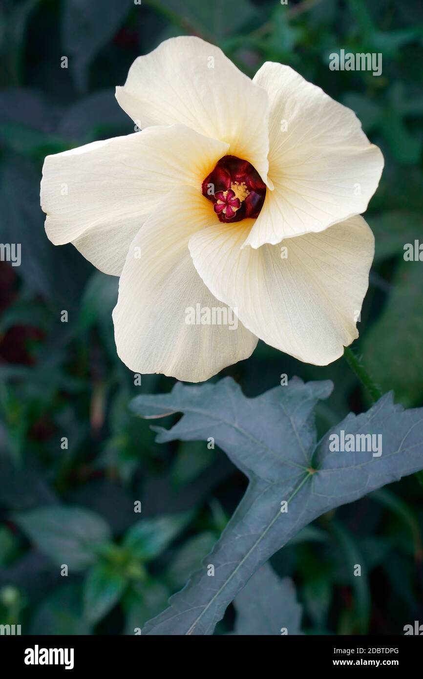 Aibika (Abelmoschus manihot). Called Muskmallow, Sunset muskmallow and Sunset Hibiscus also. Another scientific name is Hibiscus manihot. Stock Photo