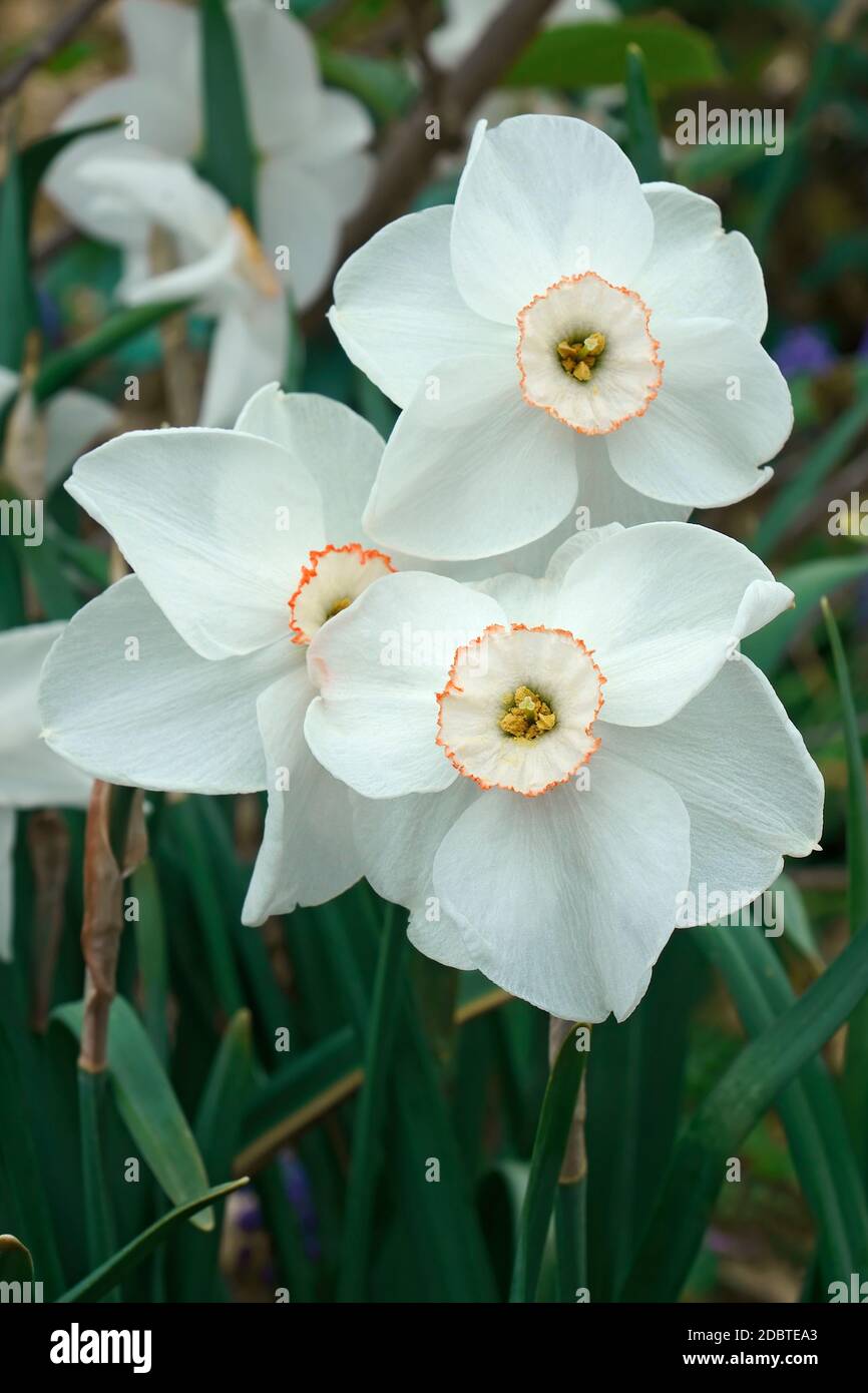 Small-cupped daffodil (Narcissus Dreamlight) Stock Photo