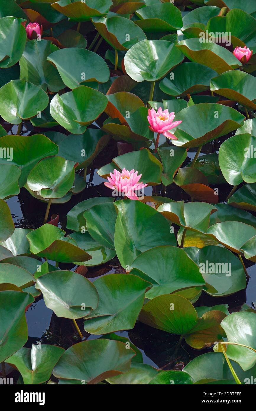 Americal white waterlily (Nymphaeae odorata). Called Fragrant water-lily, Beaver root, Sweet-scented white water lily also Stock Photo
