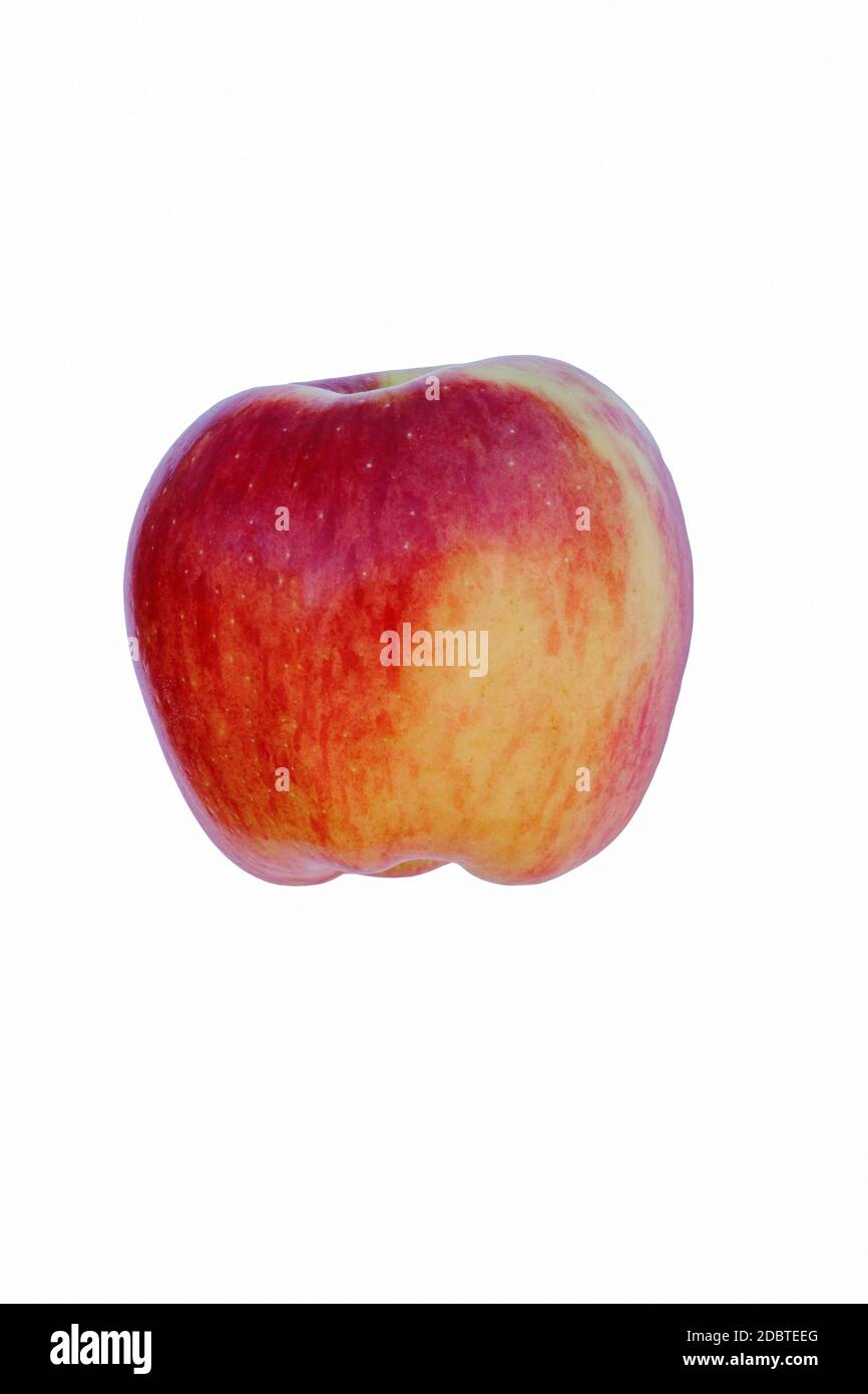 Ambrosia apple (Malus domestica Ambrosia). Hybrid between Golden  Delicious and Jonagold or Starking Delicious apples probably. Image of single apple Stock Photo