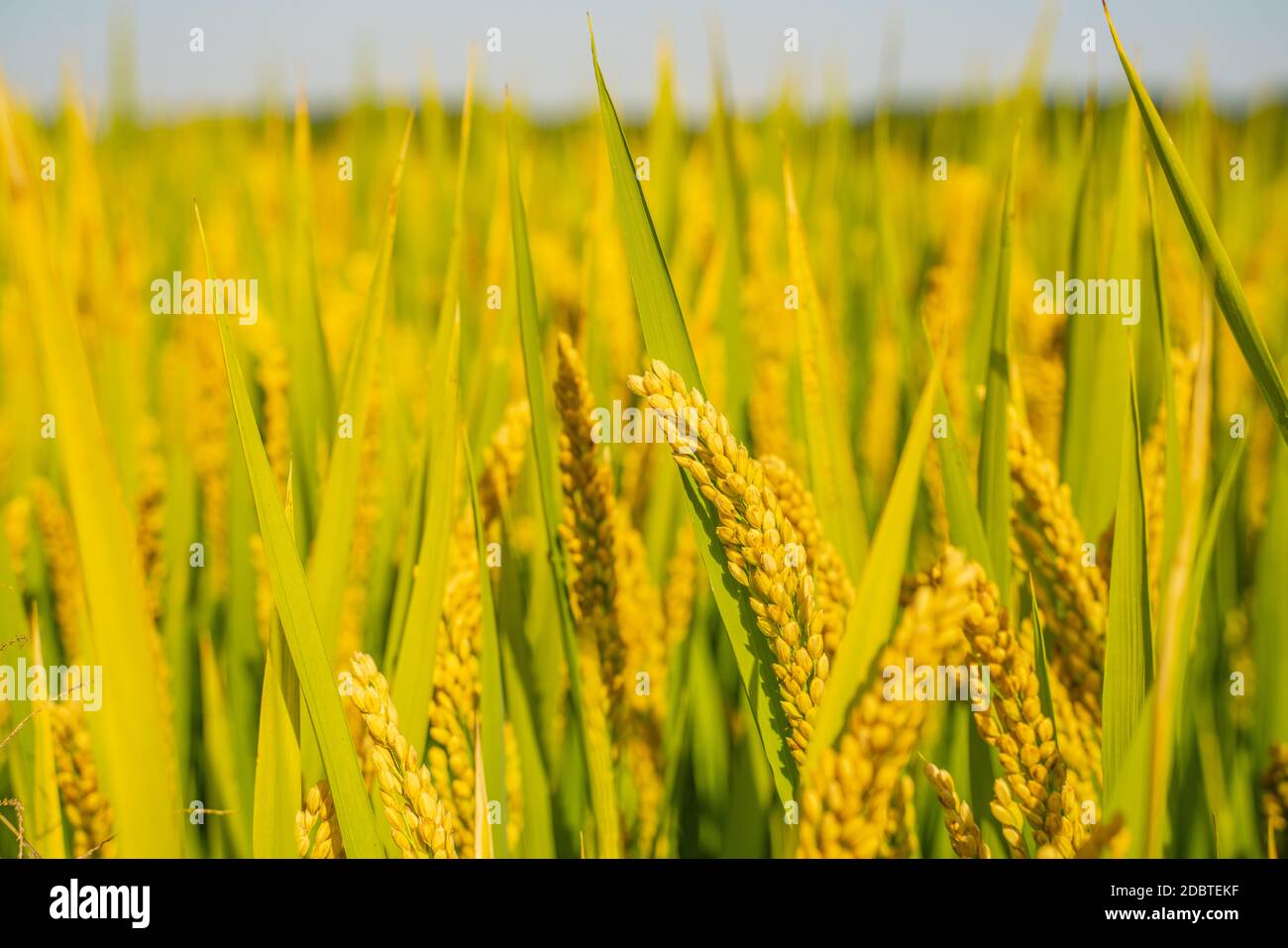 Yellow Vt Reedle Rice Close view of the yellow rice in field Stock Photo - Alamy
