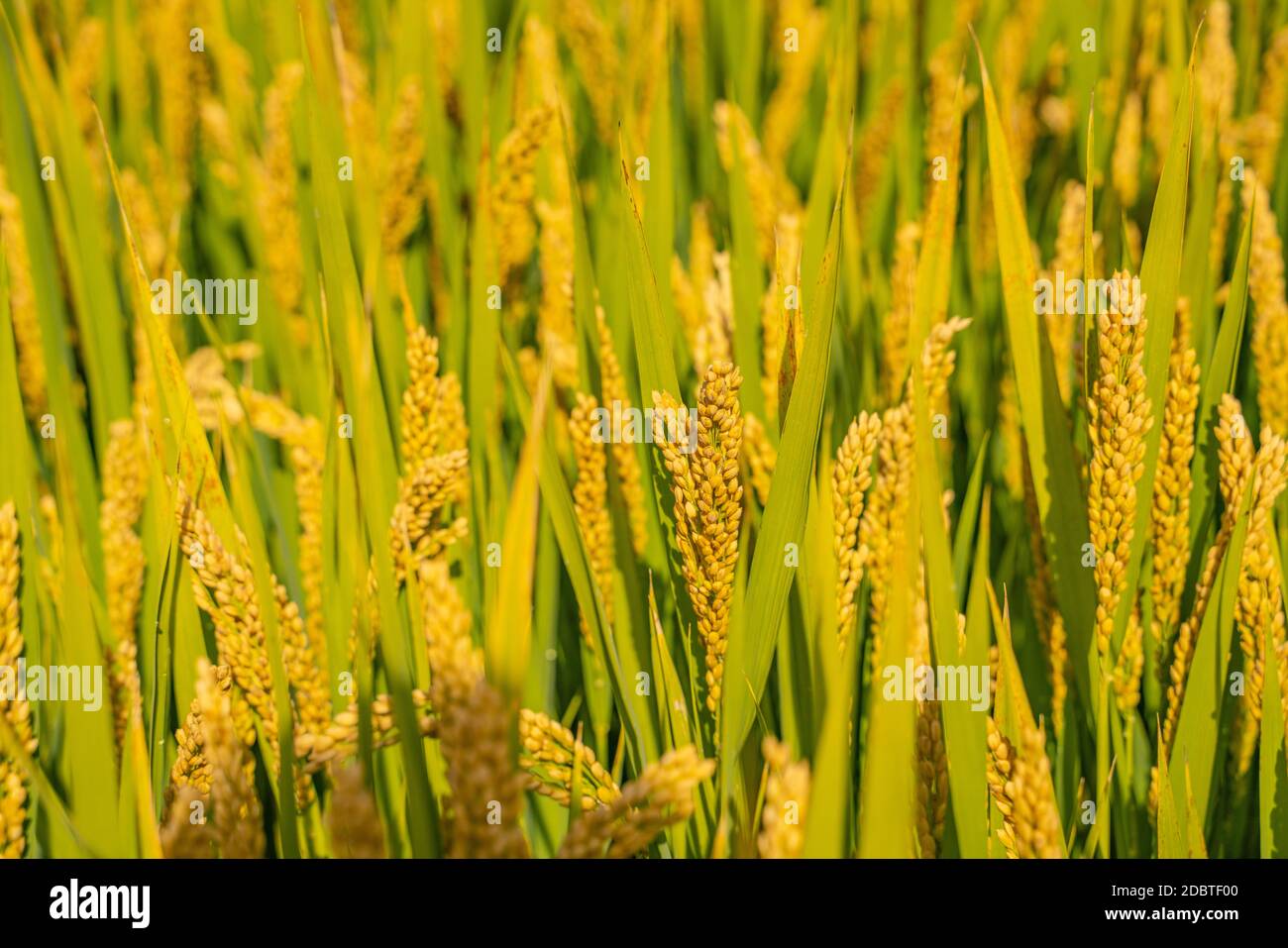 Close view of the yellow rice in field Stock Photo - Alamy