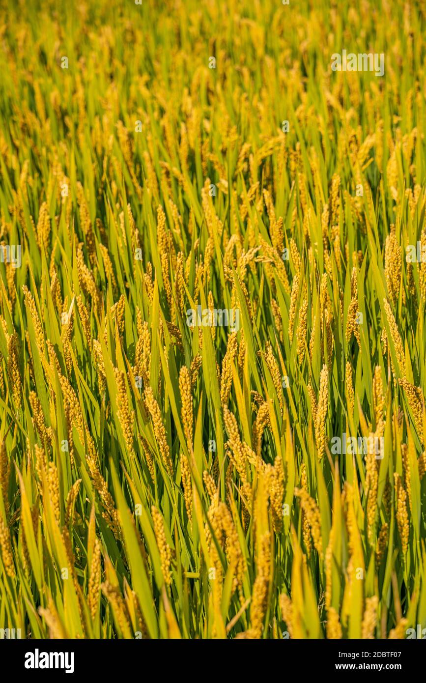 Yellow Vt Reedle Rice Close view of the yellow rice in field Stock Photo - Alamy