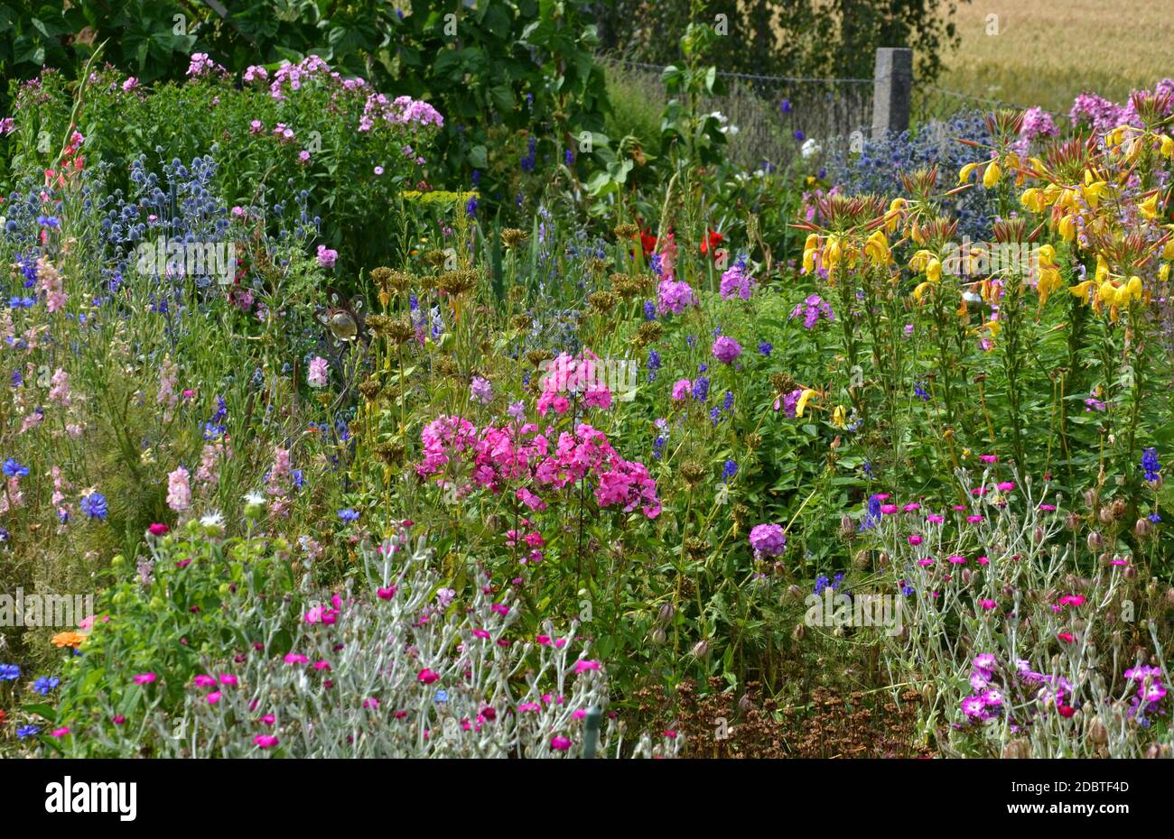 Flower bed with different flowers Stock Photo Alamy