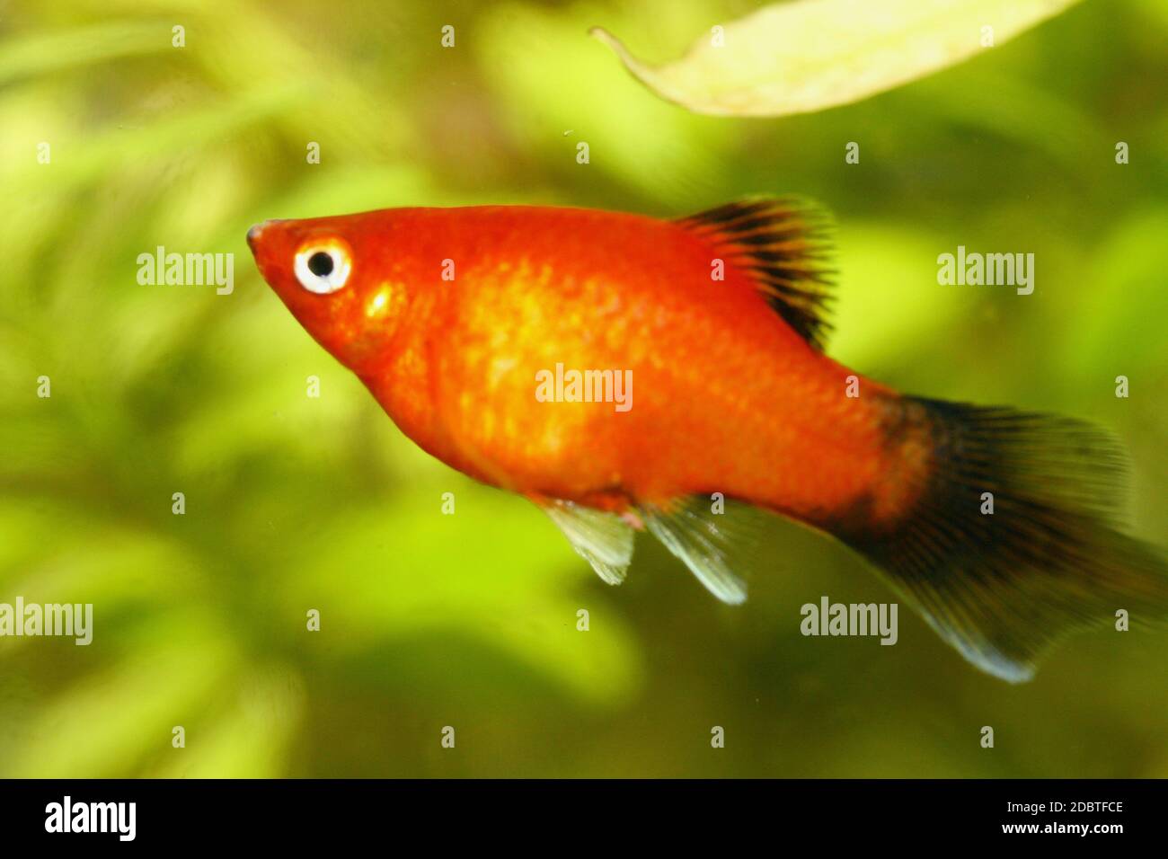 Platy  (Xiphophorus maculatus), a popular freshwater aquarium fish Stock Photo