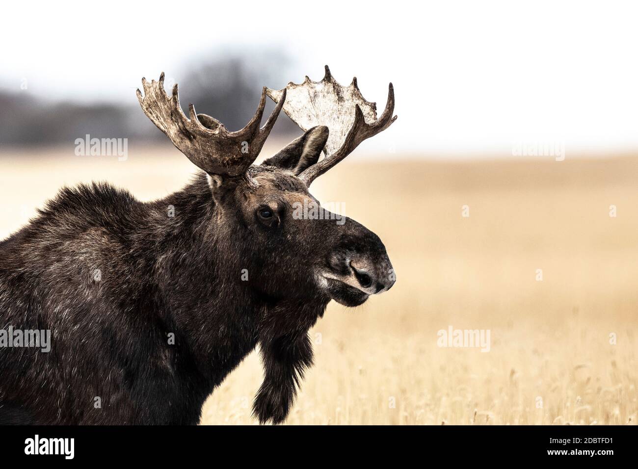 A bull moose on the prairie of North Dakota Stock Photo Alamy