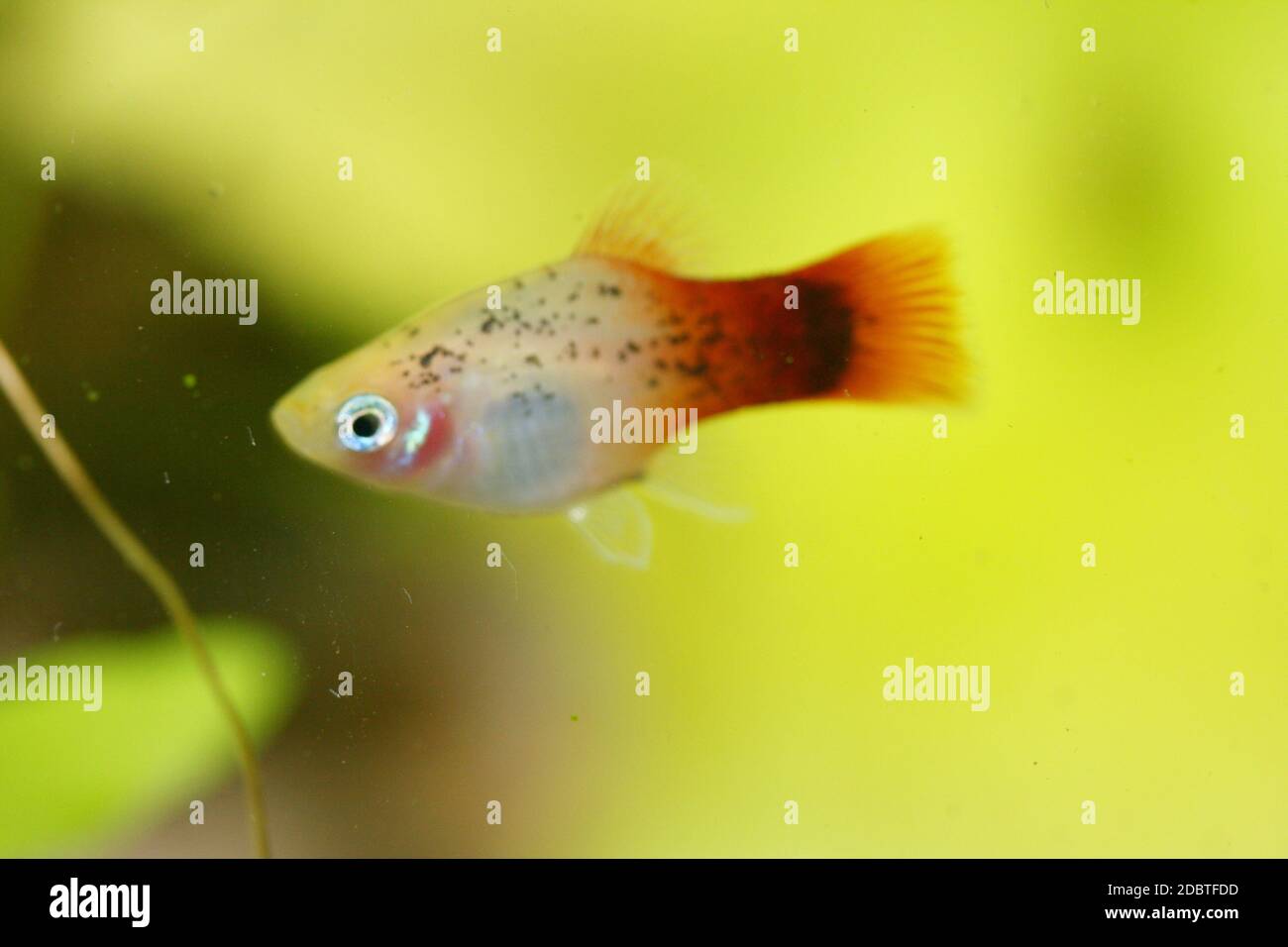 Platy  (Xiphophorus maculatus), a popular freshwater aquarium fish Stock Photo
