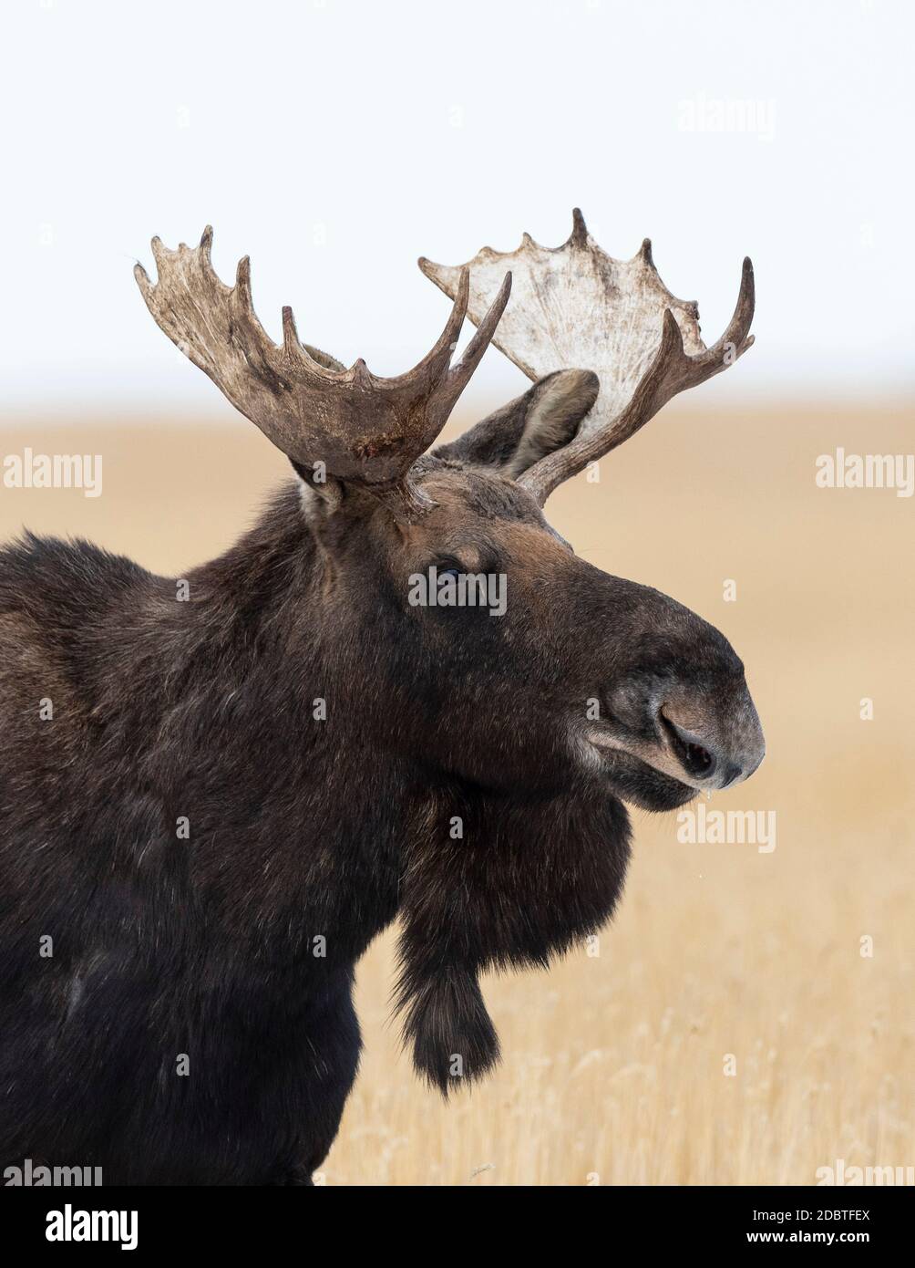 A bull moose on the prairie of North Dakota Stock Photo Alamy