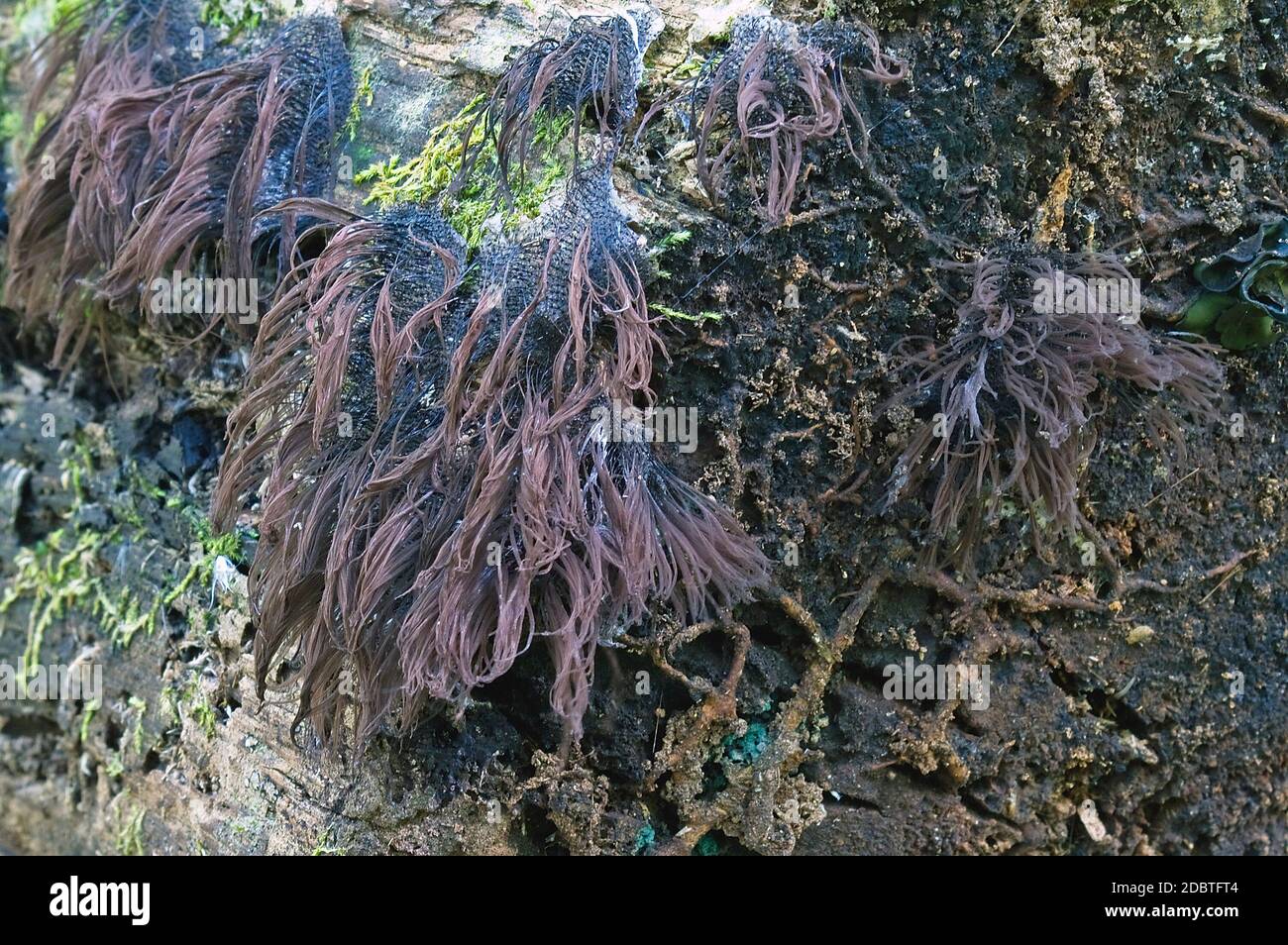 Chocolate tube slime molds (Stemonitis splendens). Called Hairy stemonitis also Stock Photo