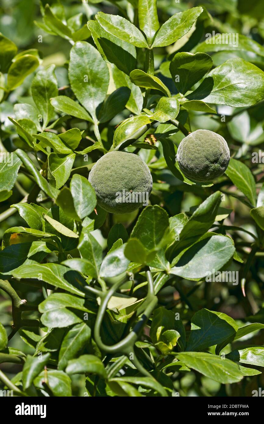 Trifoliate citrus (Poncirus trifoliata). Called Japanese bitter orange, Hardy orange and Chinese