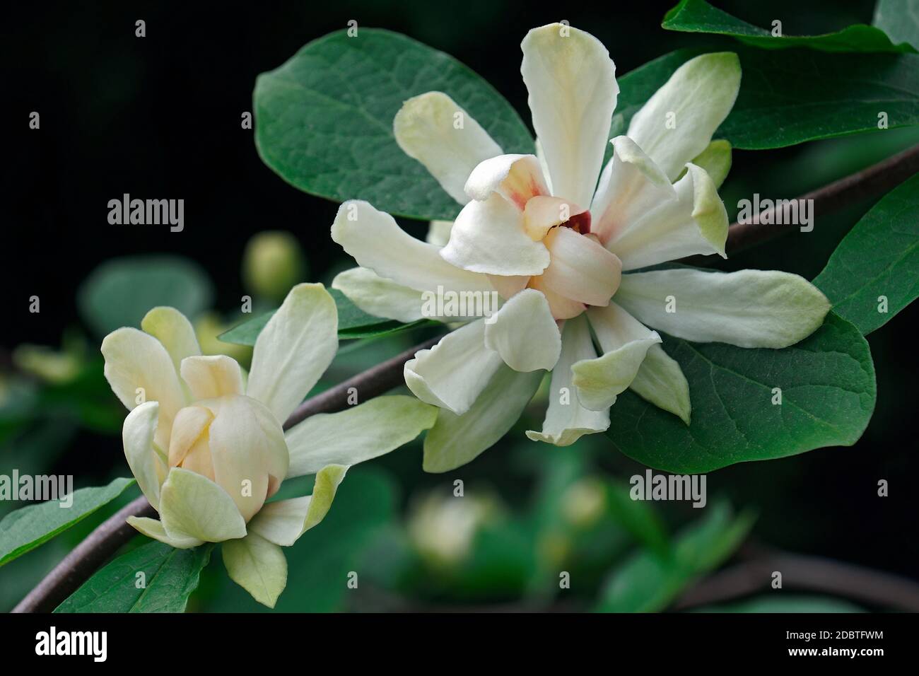 Venus sweetshrub (Calycanthus x Venus). Hybrid of Calycanthus chinensis and Calycanthus x Athens. Stock Photo