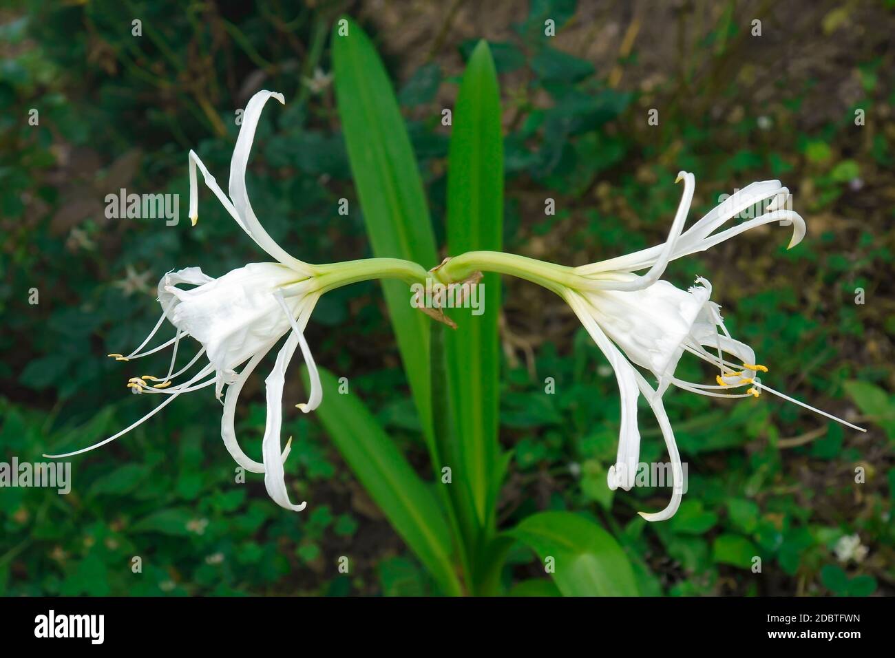 Peruvian daffodil (Ismene x deflexa). Called Basket lily, Spider lily, Summer daffodil and Sea daffodil also. Another scientific name is Hymenocallis Stock Photo