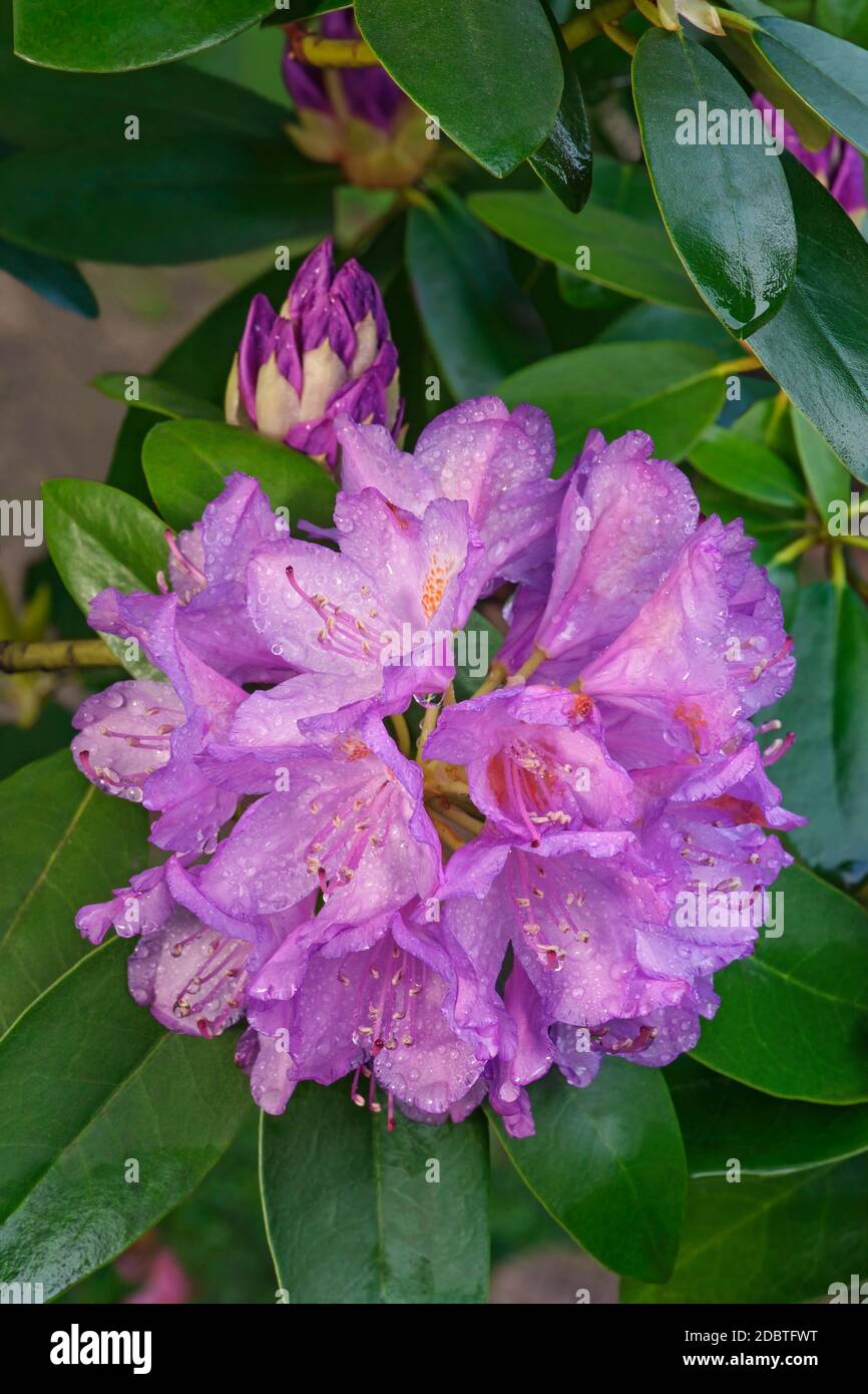 Catawba rosebay (Rhododendron catawbiense). Called Mountain rosebay, Purple ivy, Purple laurel, Purple rhododendron, Red laurel, Rosebay, Rosebay laur Stock Photo