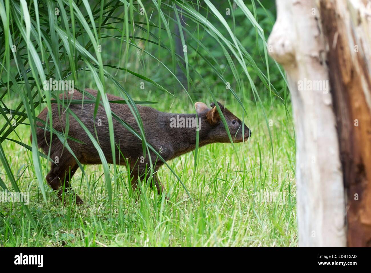pudu-in-a-clearing-stock-photo-alamy