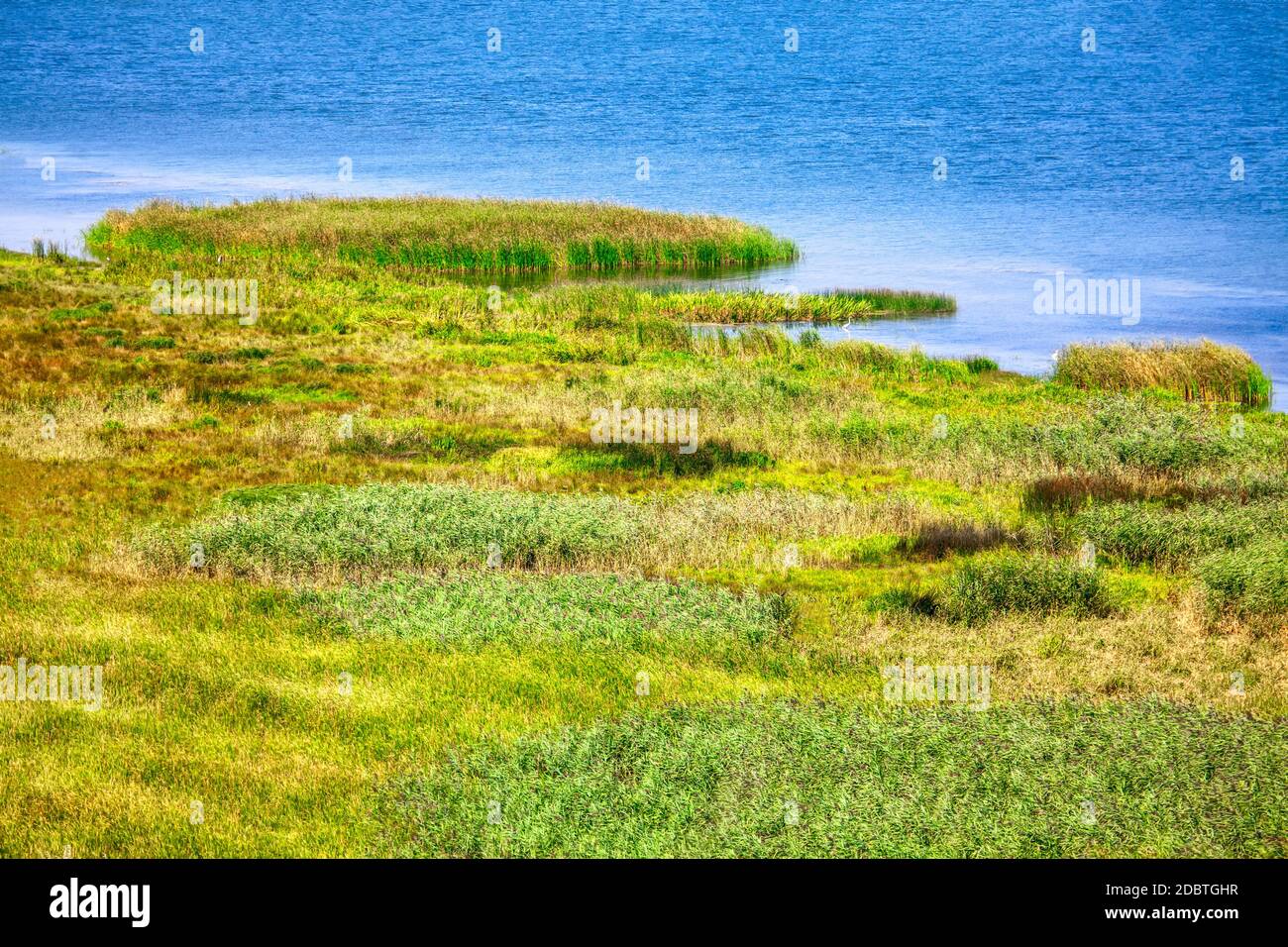 Reed reeds nature park wildlife preserve nature preserve hi-res stock ...