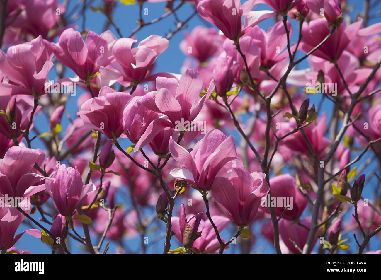 Galaxy magnolia (Magnolia Galaxy). Hybrid between Magnolia liliflora Nigra and Magnolia sprengeri Diva) Stock Photo