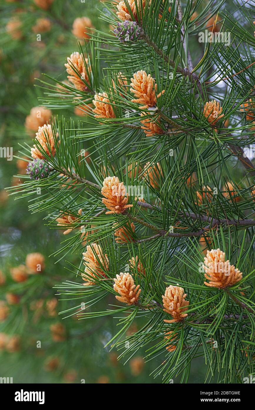Lace-bark pine (Pinus bungeana) Stock Photo