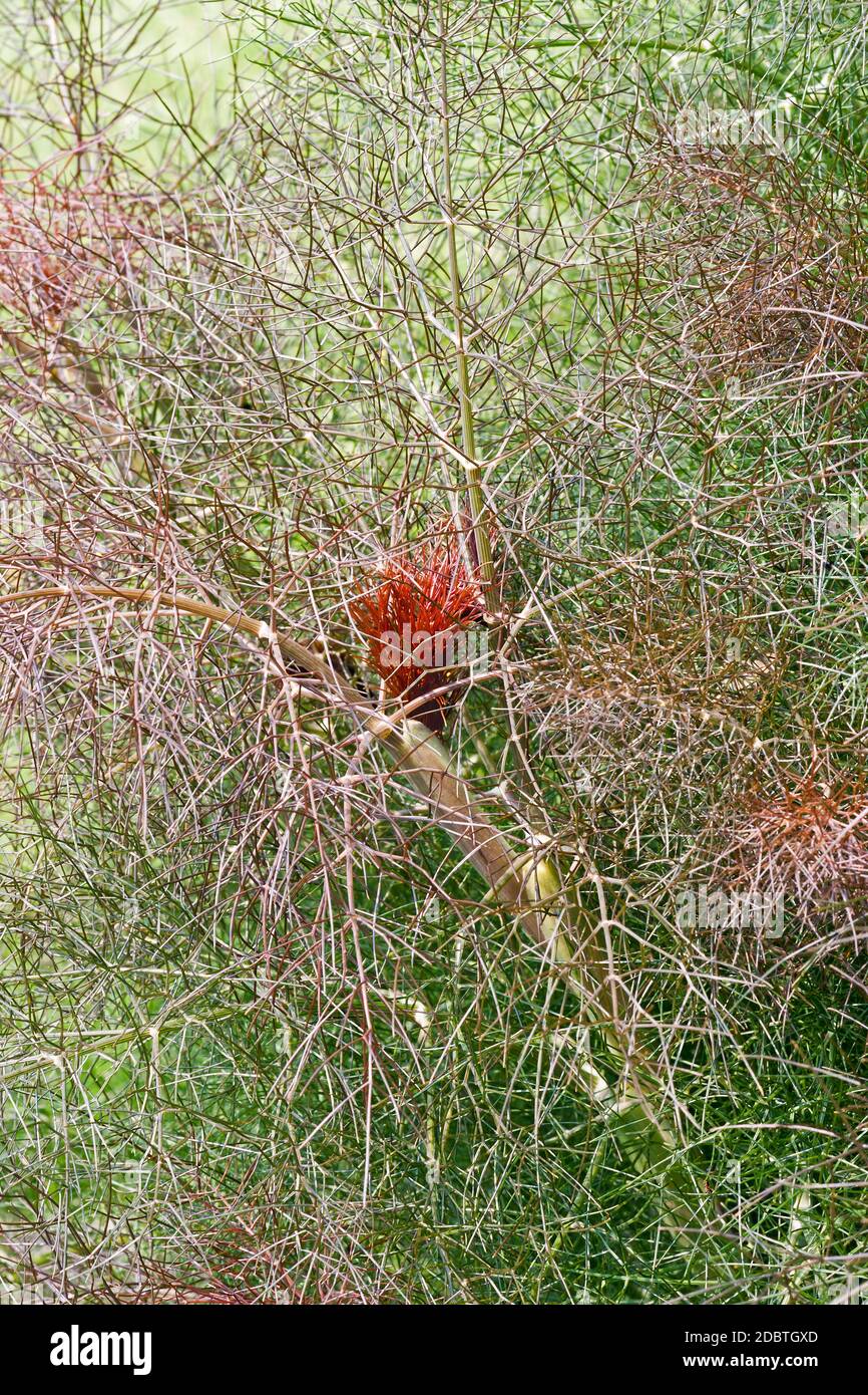 Smokey fennel (Foeniculum vulgare var. Dulce Rubrum). Called Bronze fennel also Stock Photo