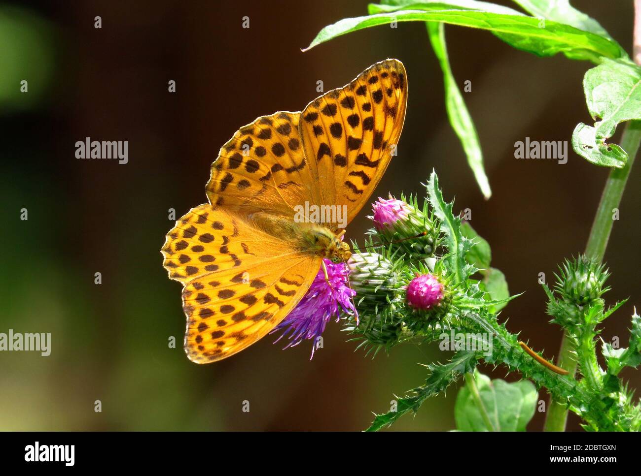 Silver-washed fritillary, female, on a thistle Stock Photo