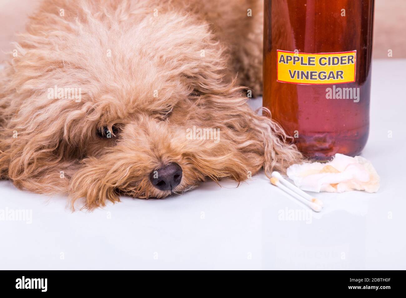 Relief pet dog after ears cleaned with apple cider vinegar Stock