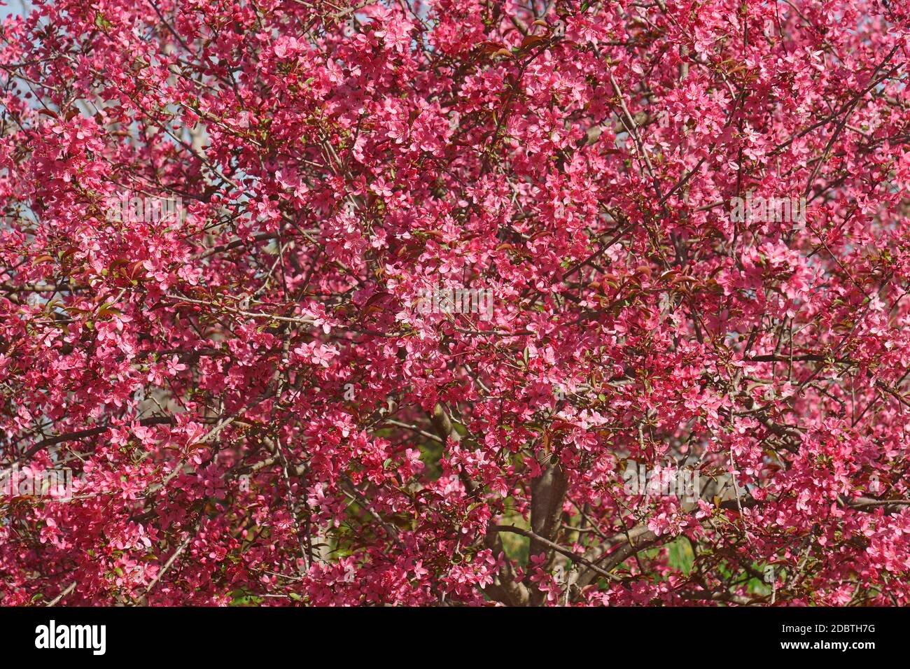 Prairifire flowering crabapple (Malus x Prairifire Stock Photo Alamy