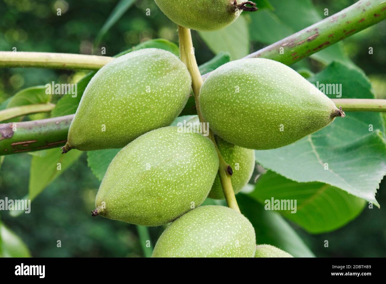 Manchurian walnut (Juglans mandshurica) Stock Photo