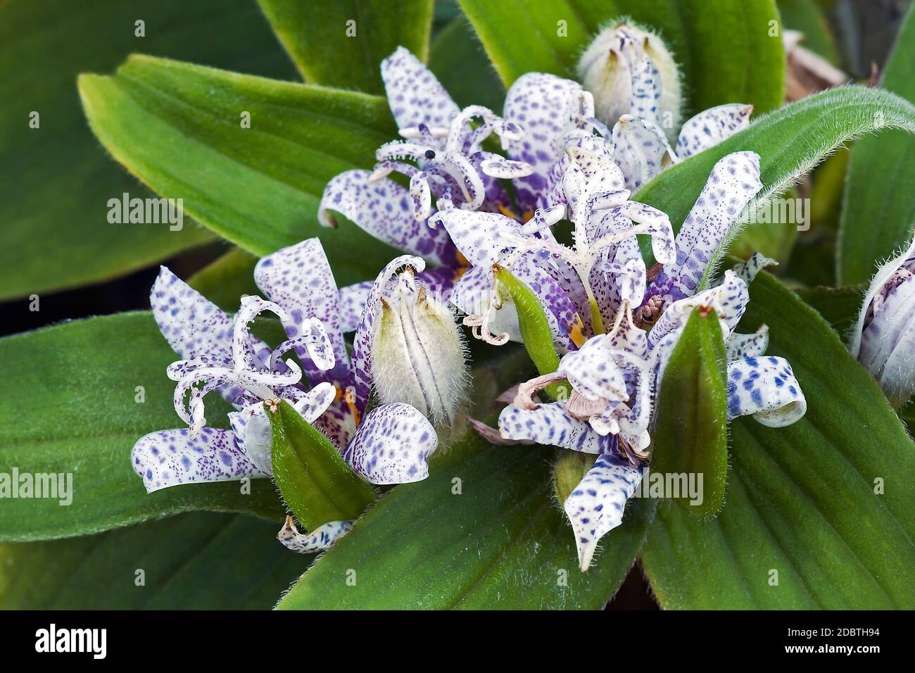 Toad lily (Tricyrtis hirta). Called Hairy toad lily. Another scientific name is Tricyrtis japonica. Stock Photo