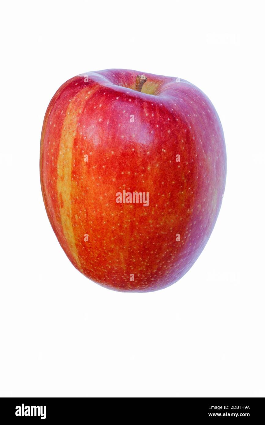 Braeburn apple (Malus domestica Braeburn). Hybrid between Granny Smith