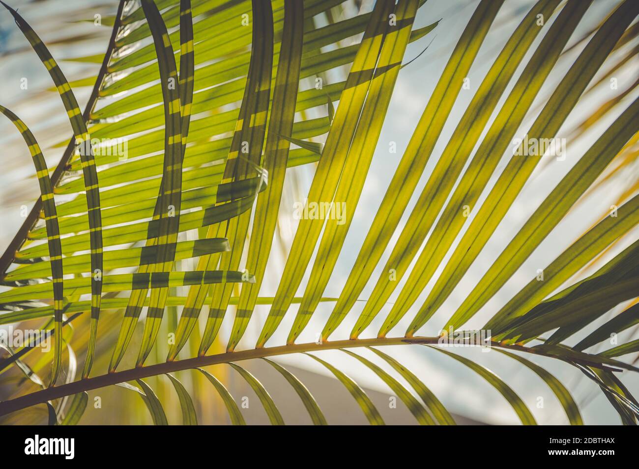 Sunlight through palm tree hi-res stock photography and images - Alamy