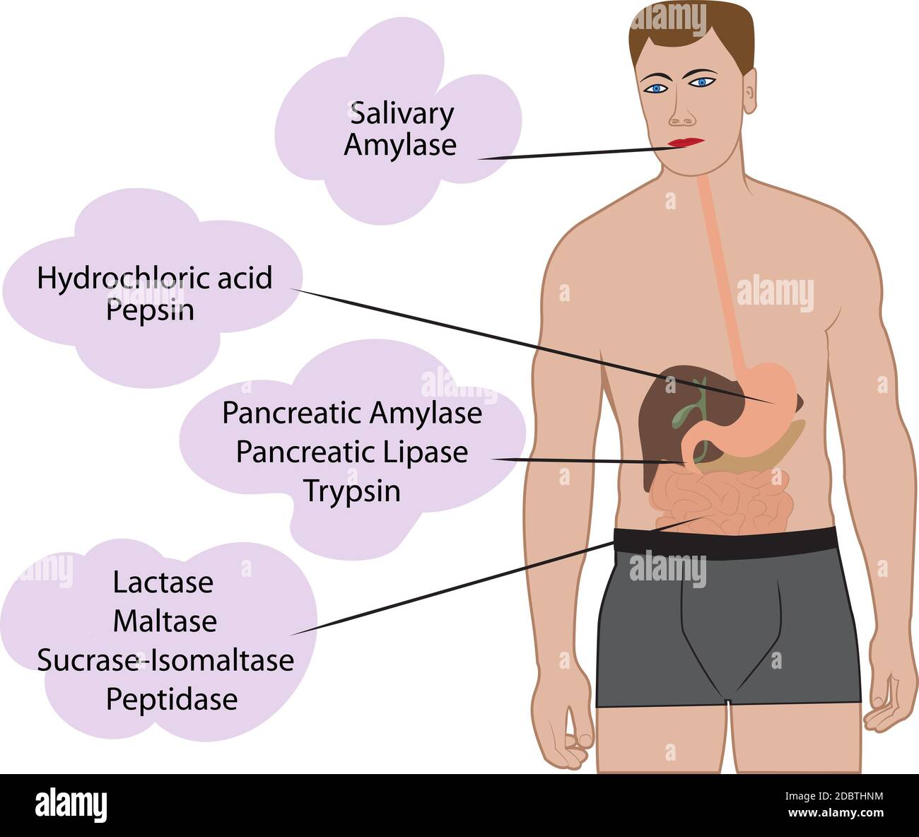 Enzymes braking down food. Digestive systems work vector illustrative