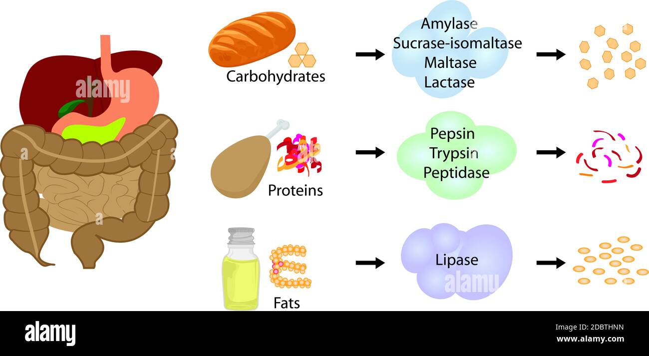 Enzymes braking down food into nutrients. Digestive systems work vector