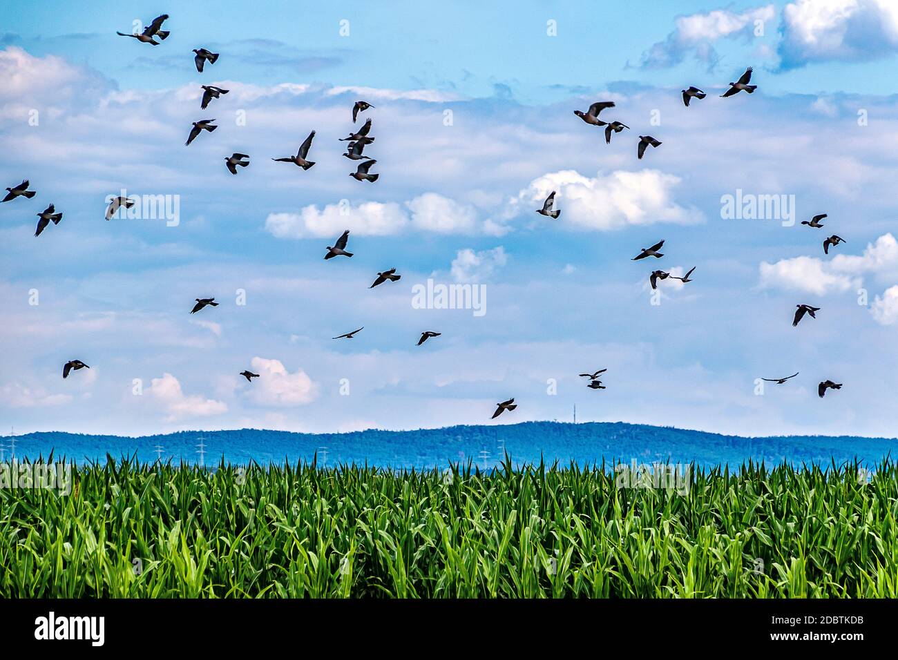 Agricultural landscape - Wild pigeons flying over the corn field. Stock Photo