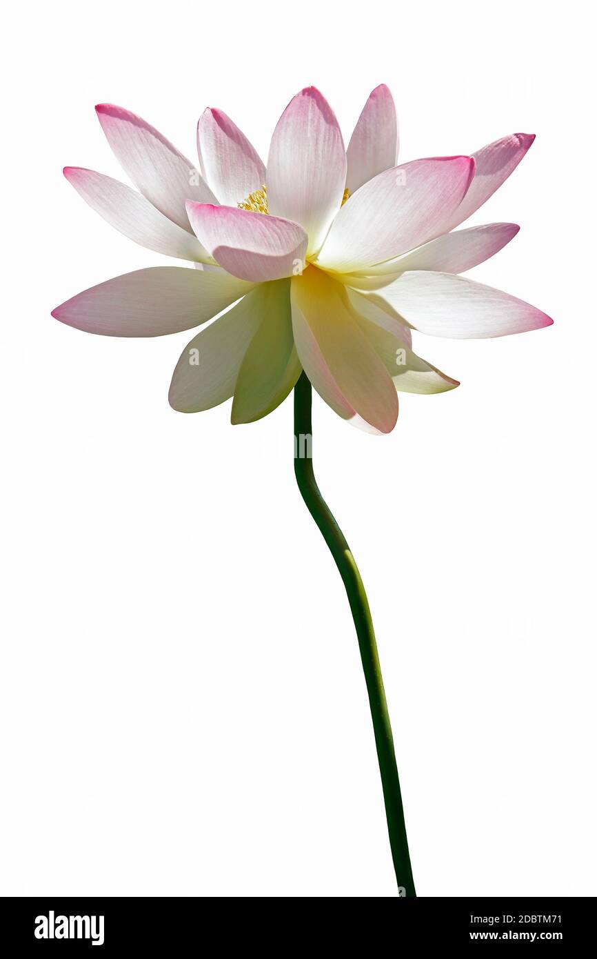 Sacred lotus (Nelumbo nucifera). Called Indian Lotus, Bean of India and Lotus also. Image of flower isolated on white background Stock Photo