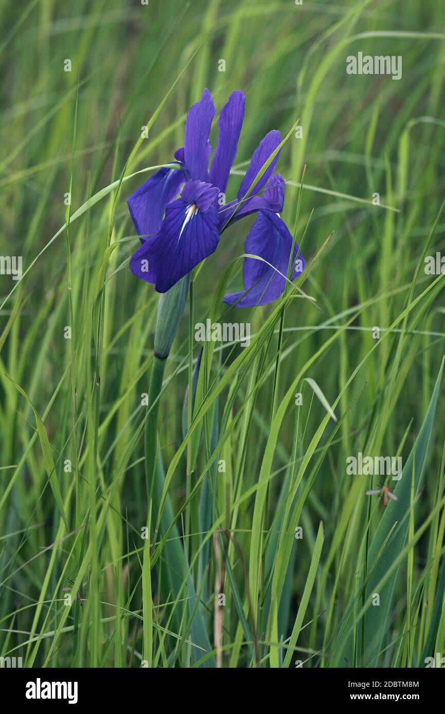 Japanese iris (Iris laevigata). Called Rabbitear Iris, Shallow-flowered Iris and Kakitsubata also. Another scientific name are Iris albopurpurea and I Stock Photo