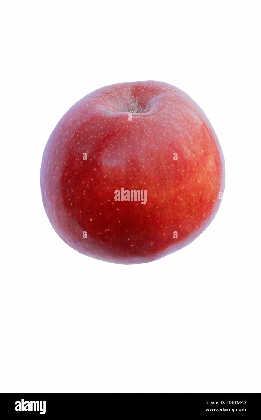 Fuji apple (Malus domestica Fuji). Hybrid between Red Delicius and