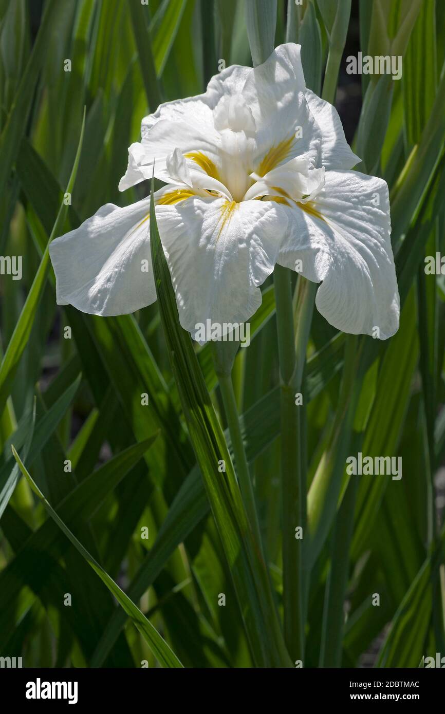 Freckled Geisha japanese flag iris (Iris ensata Freckled Geisha Stock