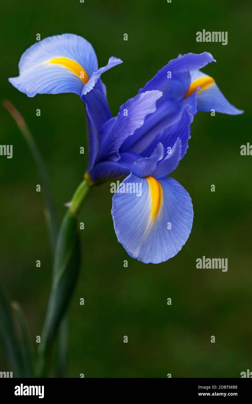 Dutch iris (Iris xiphium). Called Spanish iris also. Another scientific