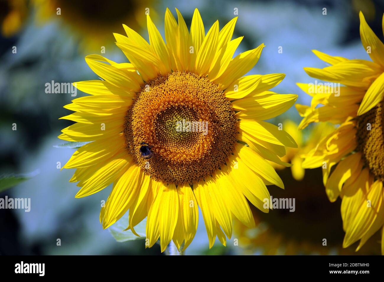 Bee on sunflower in summer Stock Photo