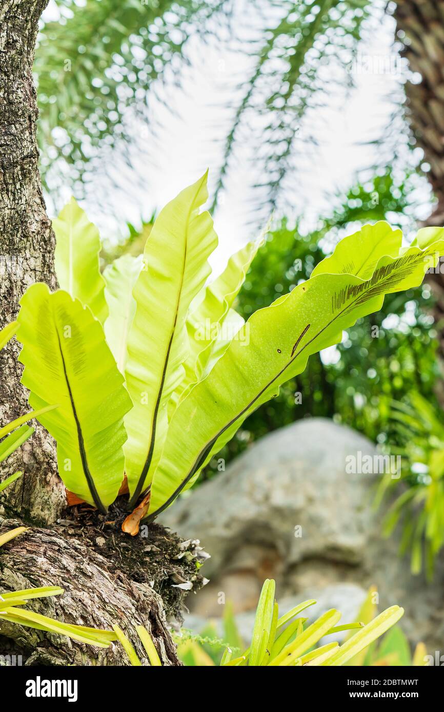 Green leaf bird nest fern on tree in garden Stock Photo Alamy