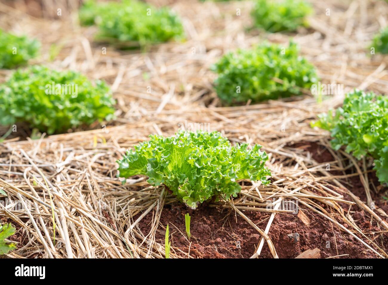 Mustard Rows Close-up rows of young green mustard plants in the countryside Stock ...