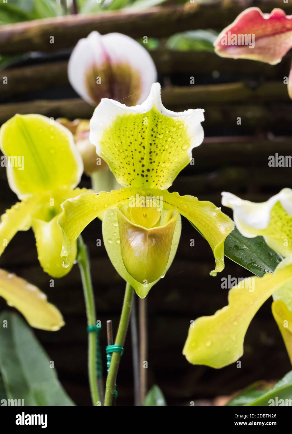 Paphiopedilum callosum is a species of plant in the Orchidaceae family Stock Photo
