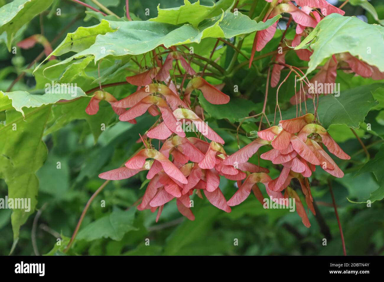 Flowering maple tree in summer, tree seeds Stock Photo Alamy