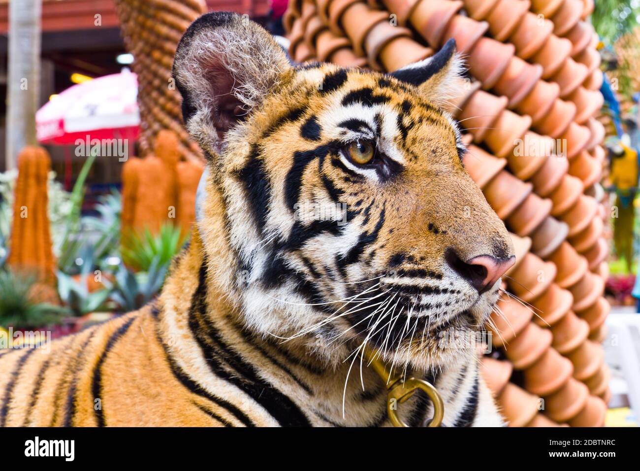 Tigger The Tiger High Resolution Stock Photography and Images - Alamy