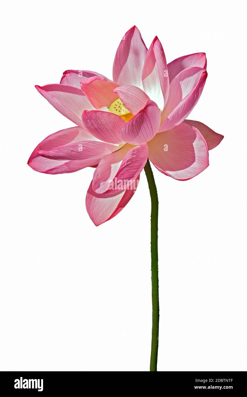 Sacred lotus (Nelumbo nucifera). Called Indian Lotus, Bean of India and Lotus also. Image of flower isolated on white background Stock Photo