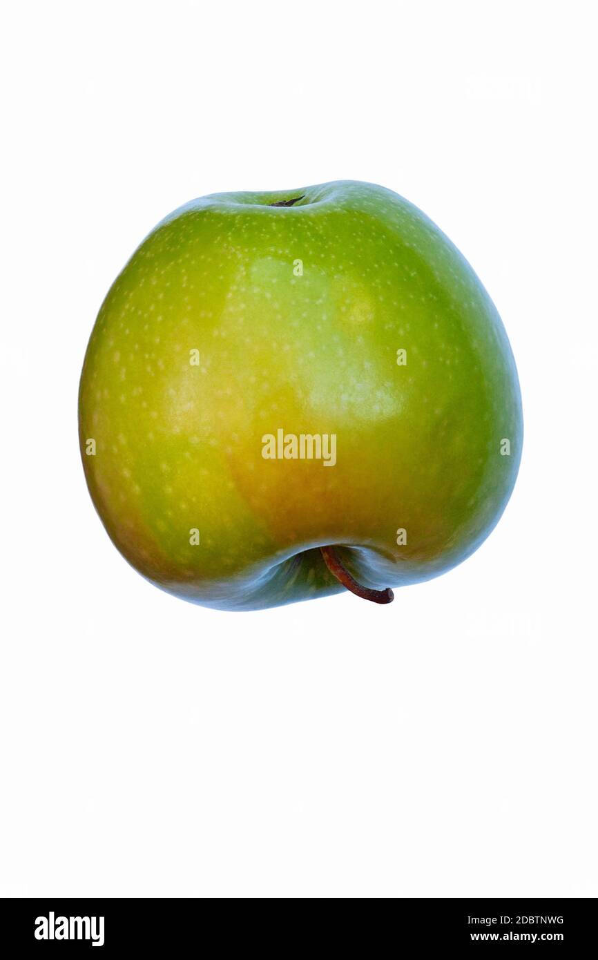 Granny Smith apple (Malus domestica Granny Smith). Hybrid between Malus