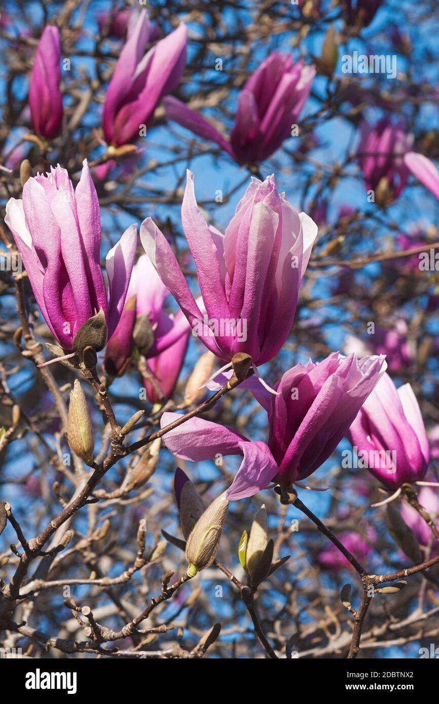 Girl hybrid magnolia Betty (Magnolia Betty). Hybrid between Magnolia liliflora Nigra and Magnolia stellata Rosea Stock Photo