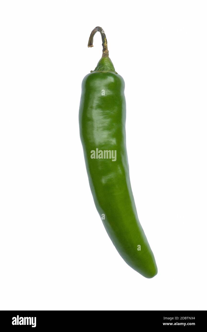 Serrano hot pepper (Capsicum annuum Serrano). Image of single pepper on white background Stock Photo